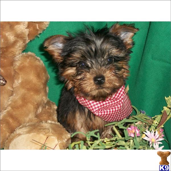 Puppies in Miami